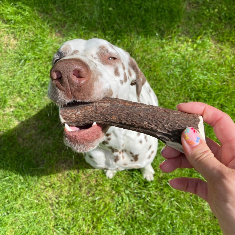 Chien qui tient dans sa gueule une friandise pour chien bois de cerf entier MARTIN SELLIER