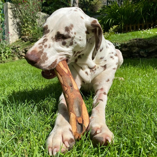 Chien qui mastique une friandise pour chien bois d'olivier MARTIN SELLIER dans l'herbe