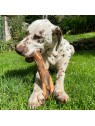 Chien qui mastique une friandise pour chien bois d'olivier MARTIN SELLIER dans l'herbe