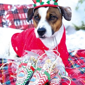 chien avec les friandises pour chien cornet de Noël Cooka's Cookies disponibles en 2 saveurs