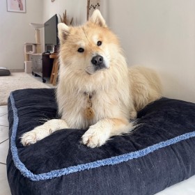 chien sur le coussin pour chien bleu bord épais collection Doudouzen MARTIN SELLIER