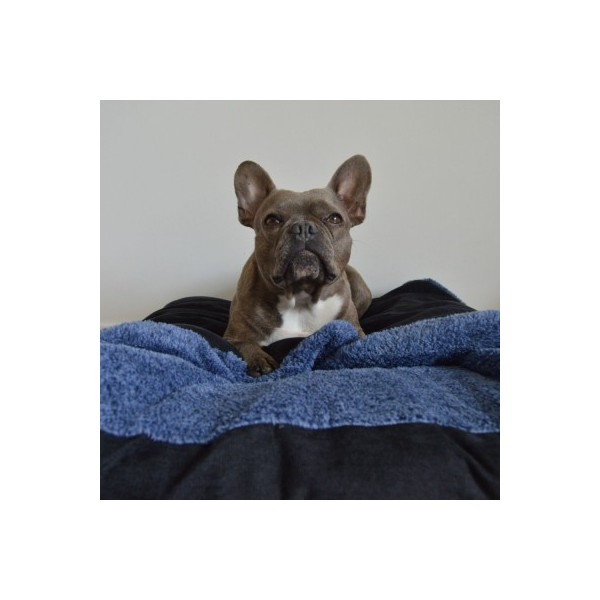 chien allongé sur le coussin pour chien bleu couverture collection doudouzen martin sellier