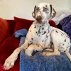chien sur le  plaid pour chien et chat bleu en polaire collection Doudouzen MARTIN SELLIER