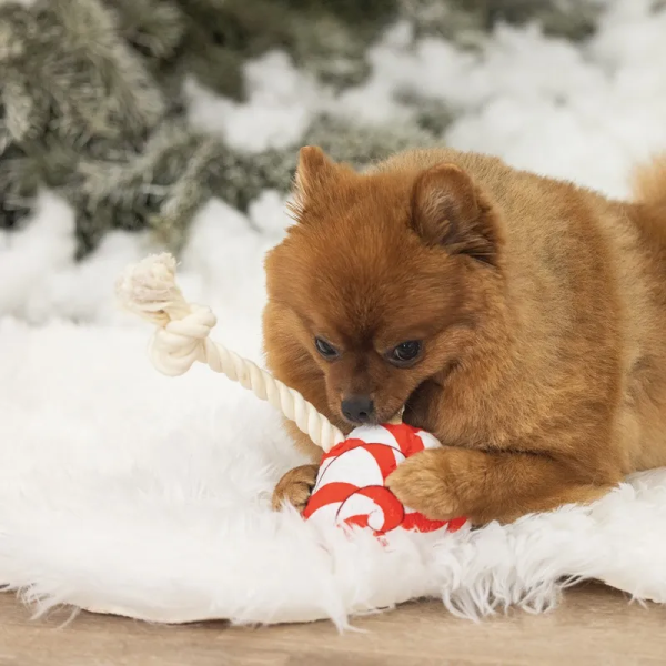 chien qui mâchouille le peluche de noel pour chien avec corde Lolly Pop Beeztees