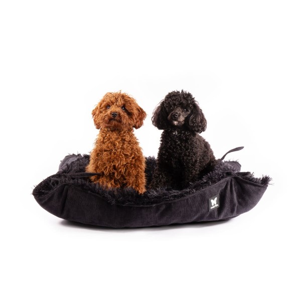 deux chiens assis dans le cosy pour chien noir collection toudoudou MARTIN SELLIER