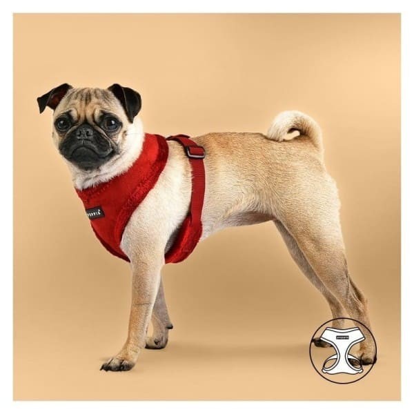 chien avec le harnais pour chien rouge terry puppia