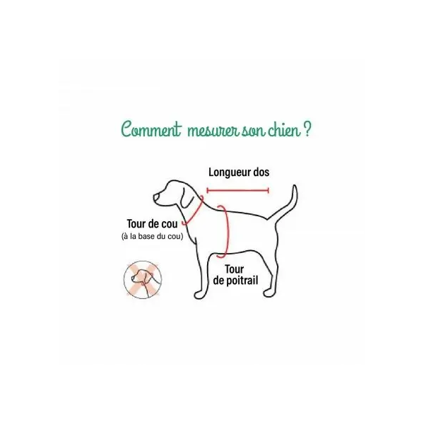 explication pour bien mesurer son chien