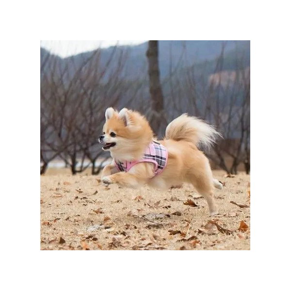 chien avec le harnais veste pour chien rose junior puppia