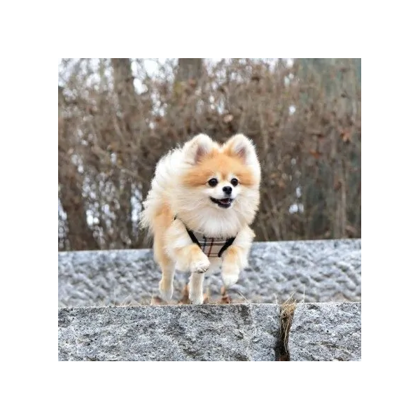 chien avec le harnais veste pour chien noir junior puppia