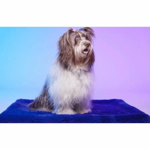 Chien assis sur Le tapis pour chien Space Dream LE TAPIS ROUGE PARIS côté uni