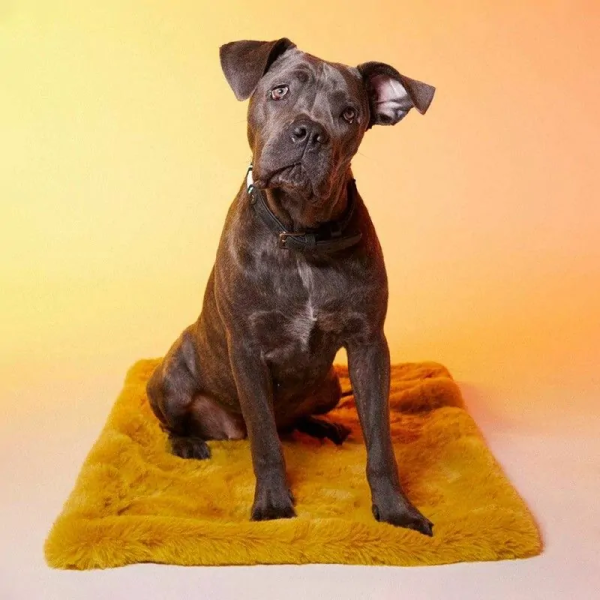Chien sur le tapis pour chien Sweet Breakfast LE TAPIS ROUGE PARIS côté uni