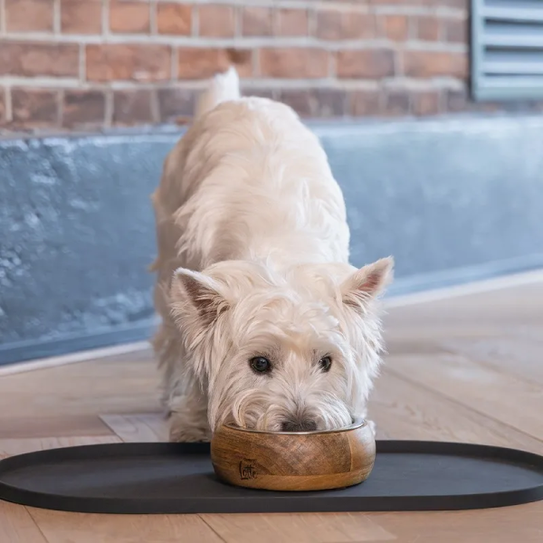 Chien qui mange dans une gamelle posée sur le set de table pour chien gris en silicone Designed by Lotte