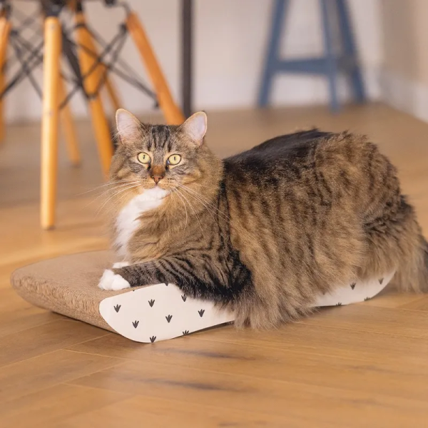 chat qui joue avec le griffoir pour chat boîte à jeu beeztees