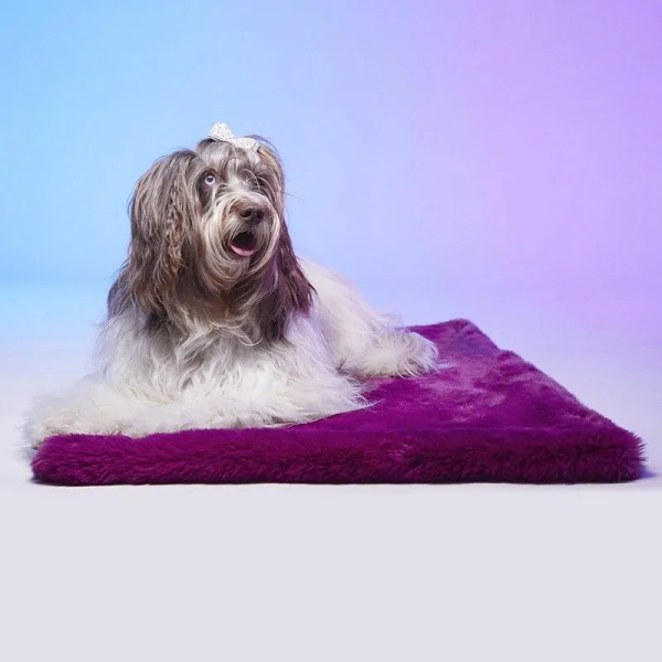 Chien allongé sur le tapis pour chien LE TAPIS ROUGE PARIS