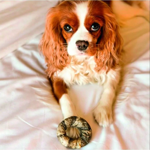 chien allongé sur un lit avec une friandise pour chien anneaux peau de morue cooka's cookies