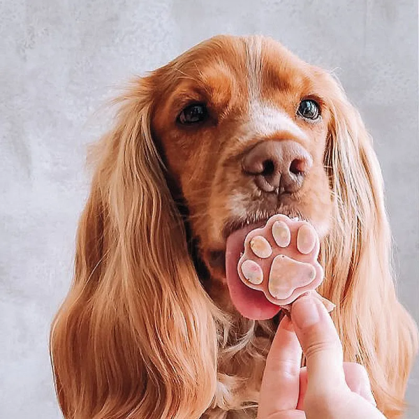 chien avec une friandise préparée avec la préparation glace pour chien Cooka's Cookies