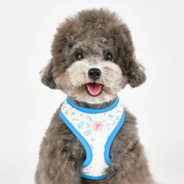 chien avec le Harnais pour chien lobelia bleu Pinkaholic