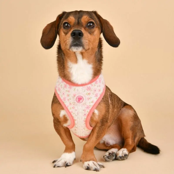 chien et harnais pour chien rose lobelia pinkaholic