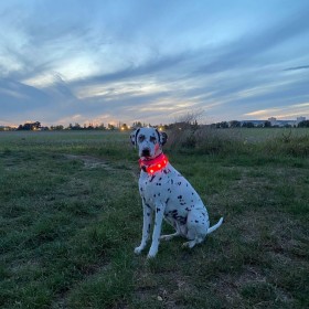 collier pour chien lumineux LED tube orange MARTIN SELLIER