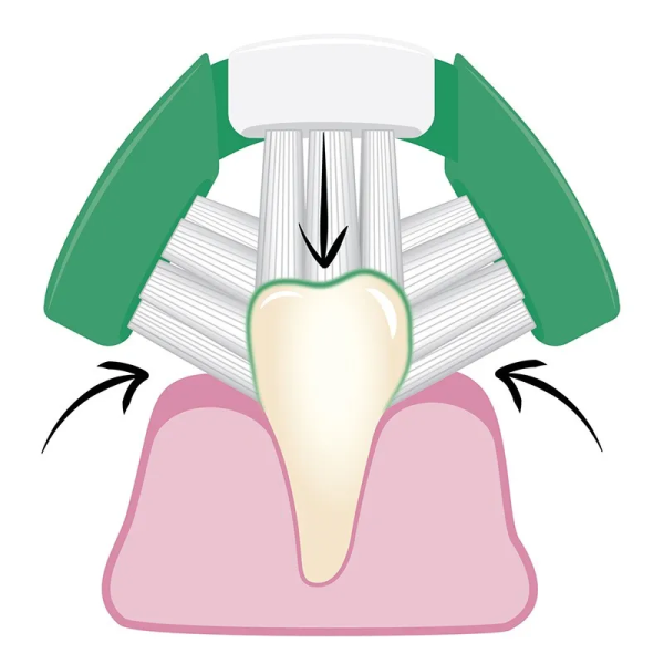 comment la brosse à dents pour chien triple tête Bugalugs nettoie les dents de votre animal