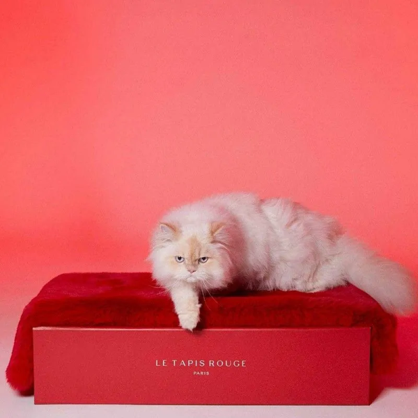 chat sur le tapis pour chat paris le tapis rouge paris et sa bôite
