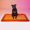Chien assis sur le tapis pour chien Lisse LE TAPIS ROUGE PARIS