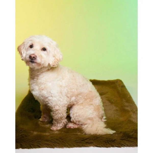 Chien assis sur le tapis pour chien Ubud LE TAPIS ROUGE PARIS