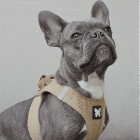 chien avec le harnais pour chien beige mesh MARTIN SELLIER