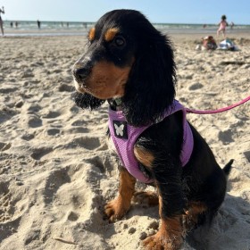 chien avec le harnais pour chien parme mesh martin sellier