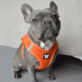 chien avec le harnais pour chien orange mesh martin sellier