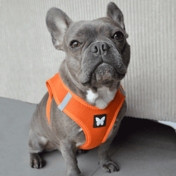 chien avec le harnais pour chien orange mesh martin sellier