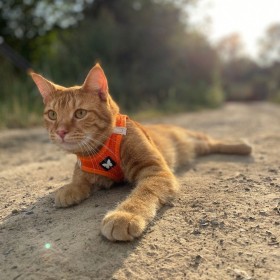 chat allongé avec le harnais pour chat orange mesh martin sellier
