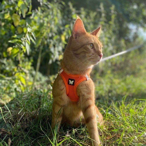 chat assis avec le harnais pour chat orange mesh martin sellier