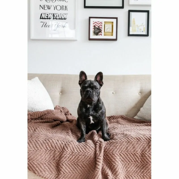 chien assis sur un fauteuil devant un mur décoré avec le cadre mural photo avec empreinte de patte chien en platre pearhead