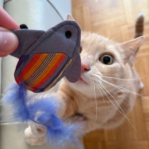 chat qui joue avec le jouet pour chat poussin turquoise martin sellier