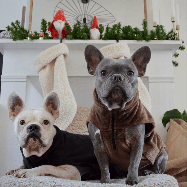 chiens avec la Polaire pour chien collection explorer martin sellier