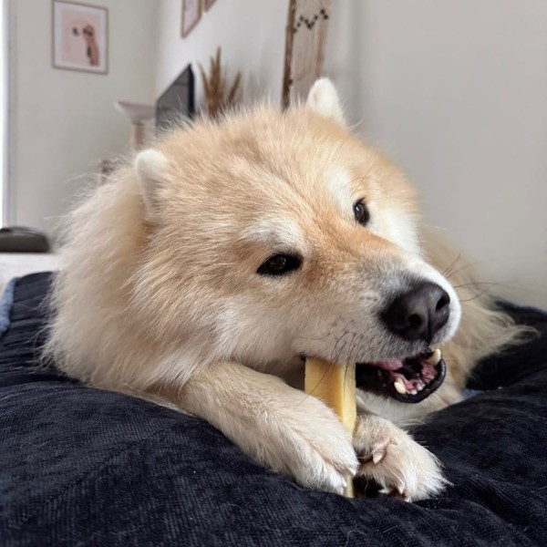 chien allongé qui mâche la barre de fromage à mâcher martin sellier