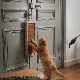 chat qui fait ses griffes sur le griffoir pour chat coffret up and down coco martin sellier