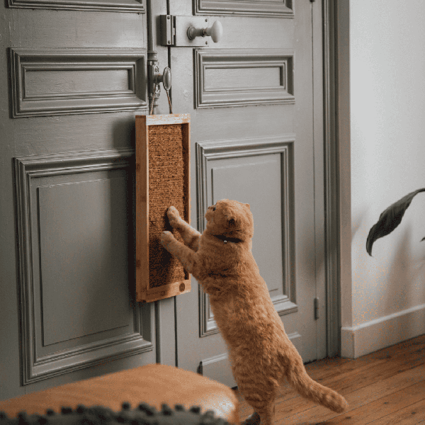 chat qui fait ses griffes sur le griffoir pour chat coffret up and down coco martin sellier