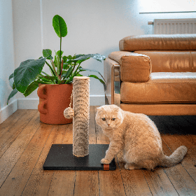 chat devant le griffoir pour chat relaxation sisal sensation vietnam martin sellier