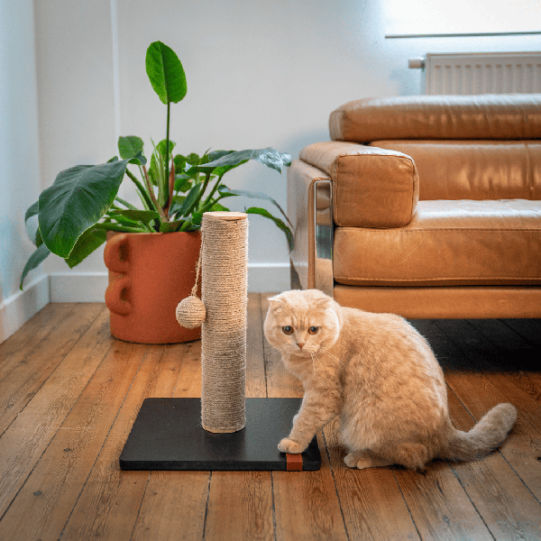 chat devant le griffoir pour chat relaxation sisal sensation vietnam martin sellier