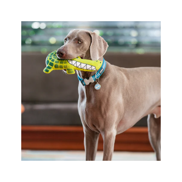 chien qui joue avec le Jouet durable pour chien crocodile Red Dingo