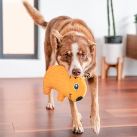 chien avec le jouet durable pour chien wombat red dingo dans la gueule