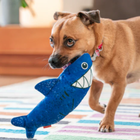 chien jouant avec le Jouet durable pour chien requin Red Dingo