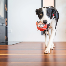 chien avec le jouet durable singe red dingo dans la gueule