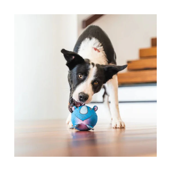 chien qui joue avec le jouet durable pour chien rhino red dingo