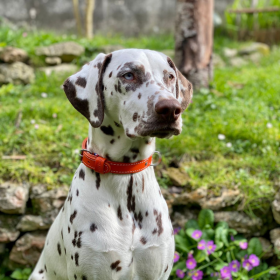 chien dehors portant le Collier pour chien en cuir orange collection 107 MARTIN SELLIER