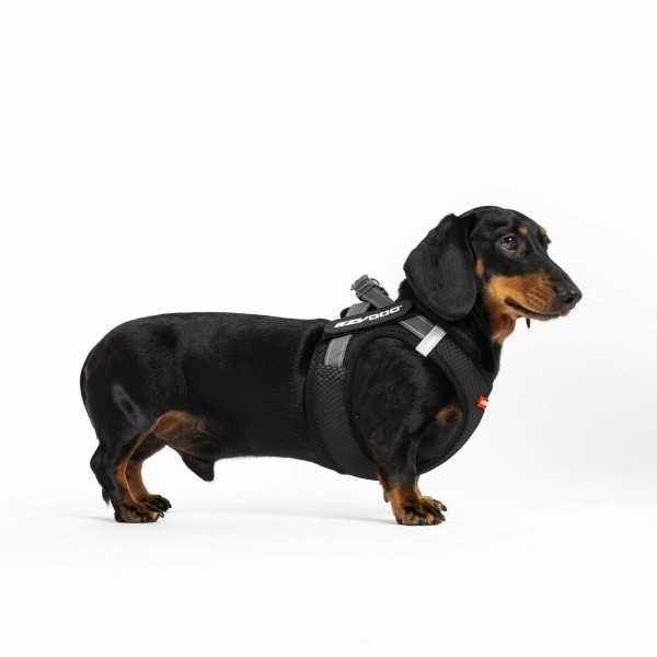 chien qui porte le harnais pour chien noir en mesh formfit ezydog