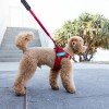 chien qui marche en laisse avec le harnais pour chien rouge mesh formfit ezydog