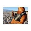 chien à la plage avec le harnais pour chien anthracite convert ezydog